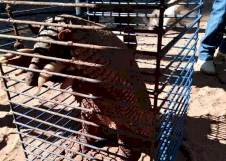 Tatu com mais de 40 kg escava buraco debaixo de s&iacute;tio e quase derruba casa