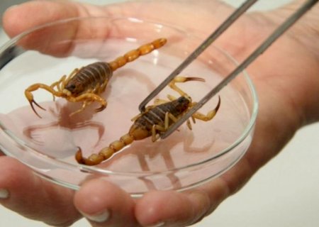 Dourados registra 84 acidentes com animais peçonhentos em 2022