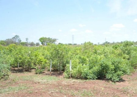 Parque das Nações Indígenas terá pomar de guavira e plantas nativas