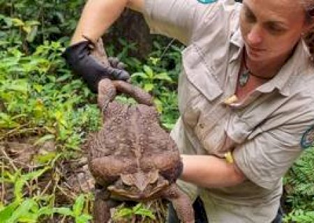 Sapo-cururu gigante de 2,7 kg é encontrado em parque na Austrália