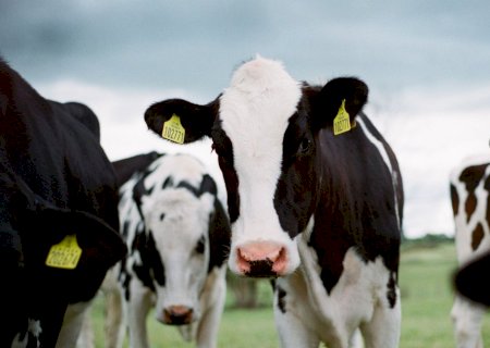 China afirma ter clonado com sucesso três “super vacas' altamente produtivas