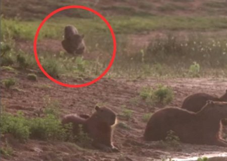 VÍDEO: No pantanal de MS, aves tentam avisar capivaras sobre ataque de onça, mas são ignoradas