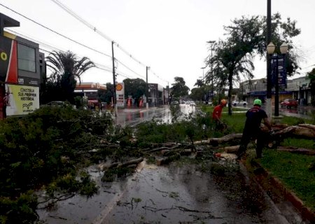 Árvore cai e casas são alagadas após chuva forte em Dourados