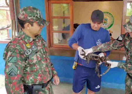 Prestes a morrer em depósito de piche, lagarto é salvo por militares em Bonito