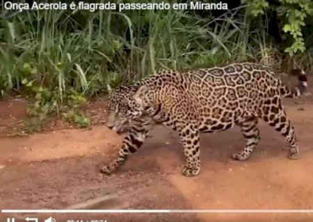 Acerola está On: onça adotada por Richarlison é vista passeando em fazenda de MS