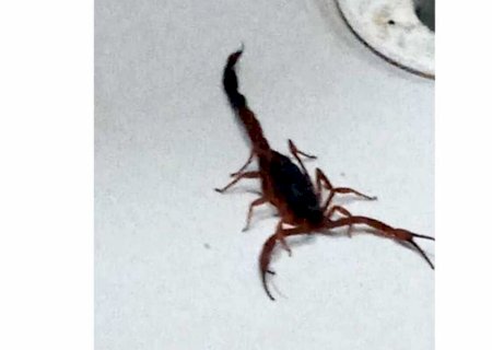 Infestação de escorpiões põe em pânico a população do Jardim Coophafátima (BNH) de Fátima do Sul