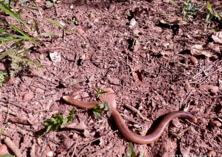 'Cobra-de-duas-cabeças' é capturada em cidade de MS