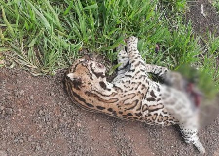Com sinais de atropelamento, jaguatirica é encontrada morta em rodovia em Maracaju