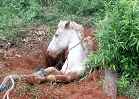 Égua prenha é resgatada após cair em buraco durante chuva