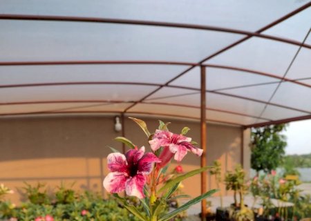 Conheça o trabalho da Galho Florado especializado em Rosa do Deserto em Itaporã (Fotos)