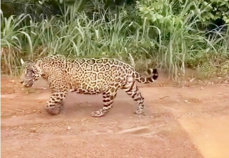 Belíssima onça-pintada é flagrada em estrada rural no MS (Veja vídeo)