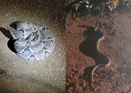 Cascavel de um metro é capturada em garagem de residência em MS