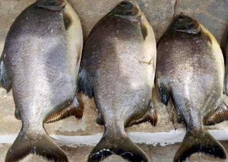 Prefeitura Municipal de Douradina entrega peixes para população.
