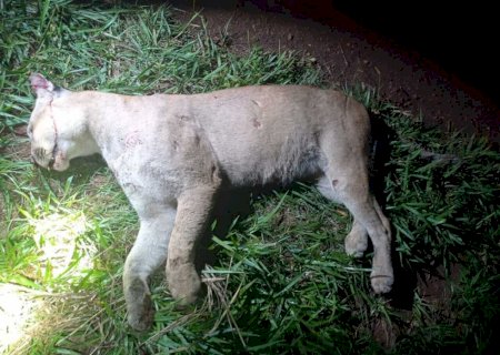 Onça-parda é atropelada em rodovia de Dourados