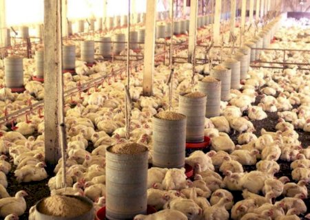 Avicultura brasileira tem potencial para avançar no mercado internacional, diz presidente da ABPA