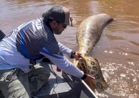 Pescador encontra sucuri de 07 metros boiando morta em rio em Deodápolis
