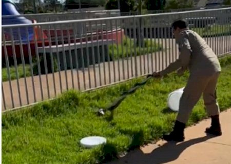 Cobra caninana é capturada pelo Corpo de Bombeiros em praça de Caarapó