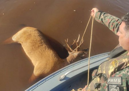 Cervo-do-pantanal adulto é encontrado boiando em rio