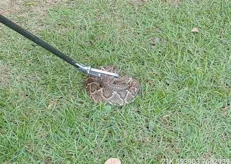 Serpente é capturada pela PMA em jardim de hotel de Bonito