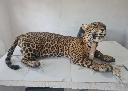 Onça morta atropelada é empalhada e será usada em aulas sobre meio ambiente