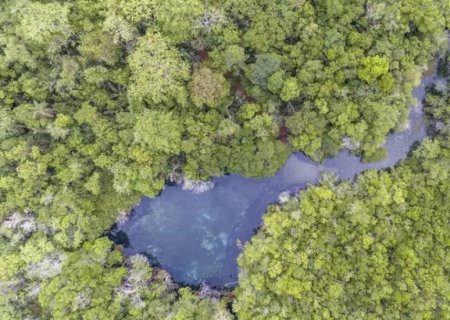 ONG de Bonito lança campanha para plantar 1,2 mil mudas