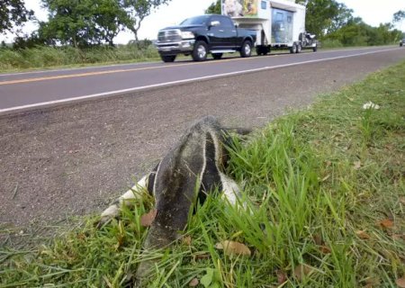 Para reduzir acidentes contra animais, Governo instala 40 km de cerca na MS-040