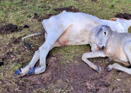Iagro estima em dois mil o número de bovinos mortos pelo frio