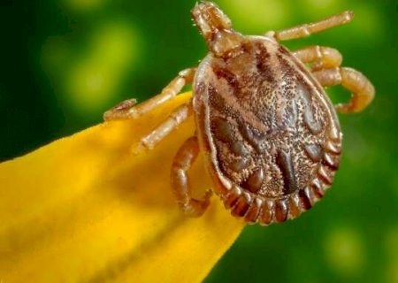 Beb&ecirc; com suspeita de febre maculosa recebe alta em hospital