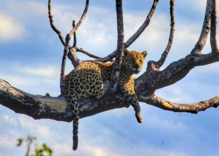Cena rara de onça-pintada deitada em 'paliteiro' coroa expedição pela Serra do Amolar