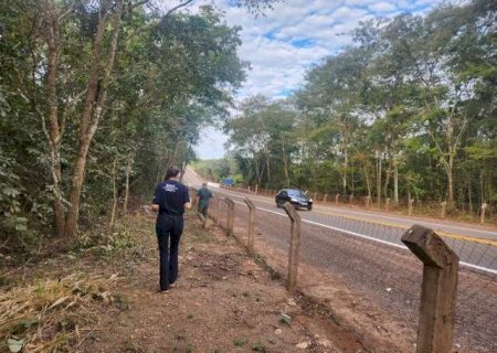 Dnit instala cercas na BR-262 para evitar atropelamento de animais