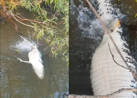 Pescadores flagram piranhas devorando jacaré em rio 