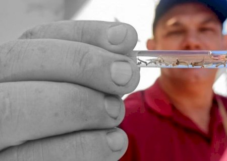Mato Grosso do Sul registra mais uma morte por dengue e óbitos chegam a 36 neste ano