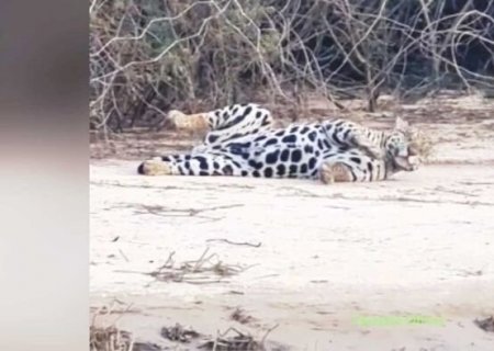Onça-pintada brincando na beira do rio em MS esbanja fofura (vídeo)