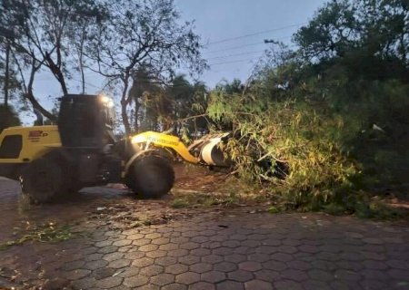 Vendaval derrubou 14 &aacute;rvores e destelhou casas em Amambai