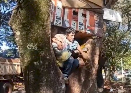 Idoso constrói barraco em árvore para moradia e agentes de segurança solicitam retirada