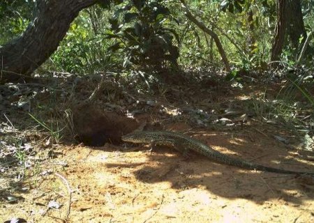 Armadilha fotogr&aacute;fica faz captura in&eacute;dita de uma esp&eacute;cie de r&eacute;ptil em MS