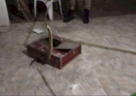 Com veneno poderoso, cascavel é capturada em quintal de casa