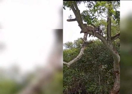 Onça-pintada é flagrada descansando em árvore no Pantanal