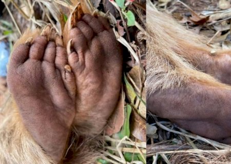 Conhece esses pés? 'Patas mais lindas' de animal raríssimo que só existe em MS chamam atenção