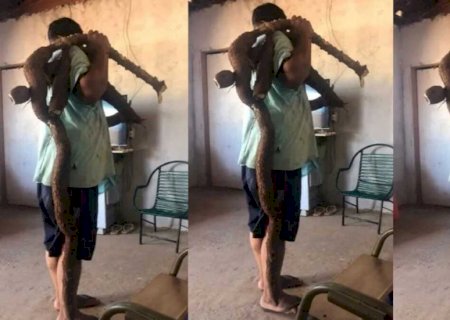 Agricultor colhe mandioca gigante de quase 2m e divide raiz com vizinhos em MS