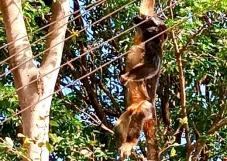 Macaco morre ao encostar em fios de rede elétrica em Anaurilândia