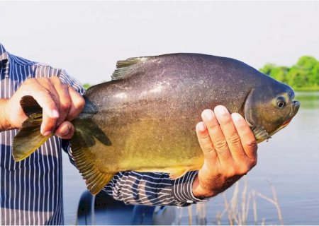 Domingo tem pesca liberada no lago do Parque Antenor Martis