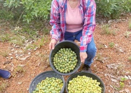 A maior catadora de guaviras de Bonito MS Cidinha, conta como começou essa tradição de todos os anos