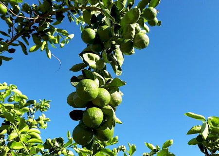Citricultores ganham sistema orgânico de produção de lima ácida Tahiti