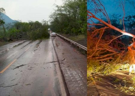 VÍDEO: Temporal tomba carro, derruba árvores e deixa rastro de destruição em cidades de MS