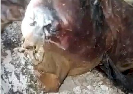 Vídeo de suposto 'Chupa-cabra' em Guia Lopes viraliza (vídeo)