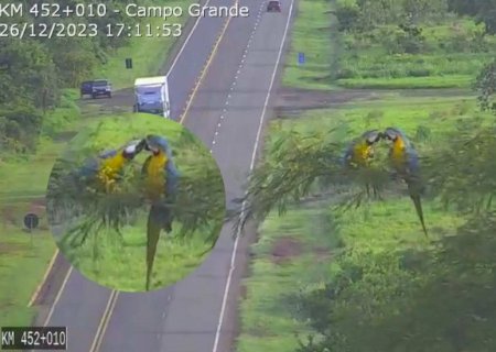 VÍDEO: Sem privacidade? Araras são flagradas em momento íntimo por câmeras na BR-163
