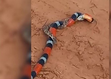 Cobra engolindo cobra: morador flagra treta de serpentes em zona rural (vídeo)