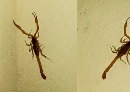 Gigantesco: escorpião assusta morador do MS