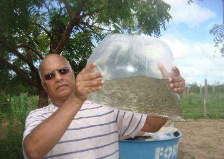 Peixe barrigudinho é aliado contra a dengue, zika e a chikungunya